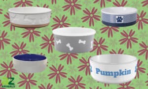 The Best Ceramic Dog Bowls — Reviewed and Ranked Picture