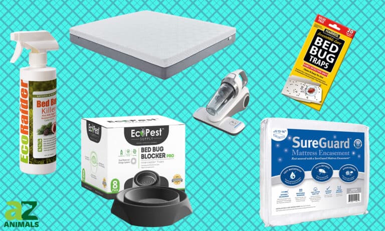 Get Rid Of Bed Bugs Permanently
