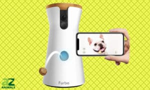 Furbo Dog Camera Guide: Everything You Need to Know Picture
