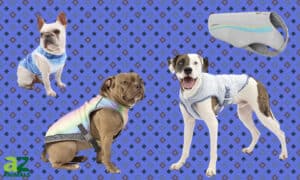 The Best Dog Cooling Vests: Reviewed Picture