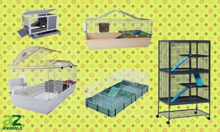 Cages for Two or More Guinea Pigs