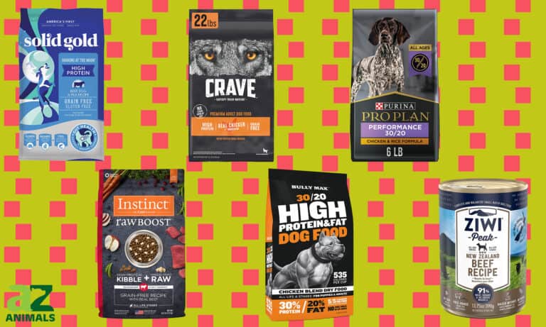 Dog Food For Weight Gain
