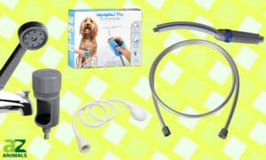 The Best Dog Shower Head: Reviewed and Ranked Picture