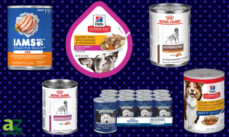 Soft Foods for Senior Dogs