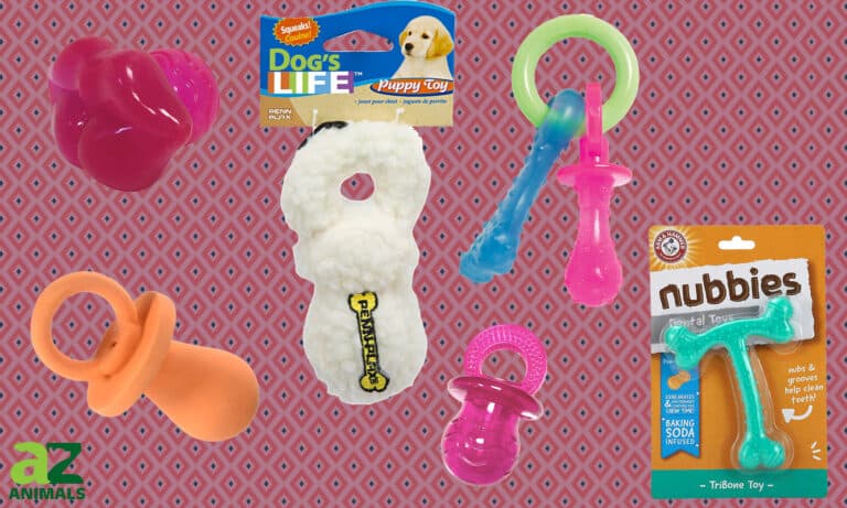 Dog Pacifiers