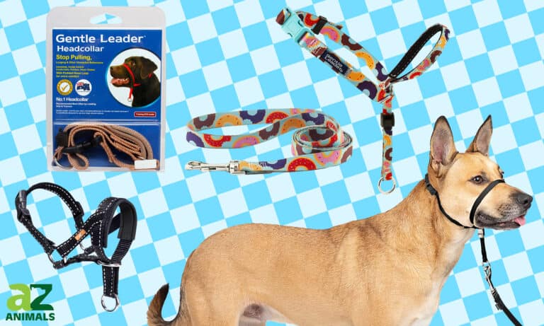 Gentle Leader Head Collar