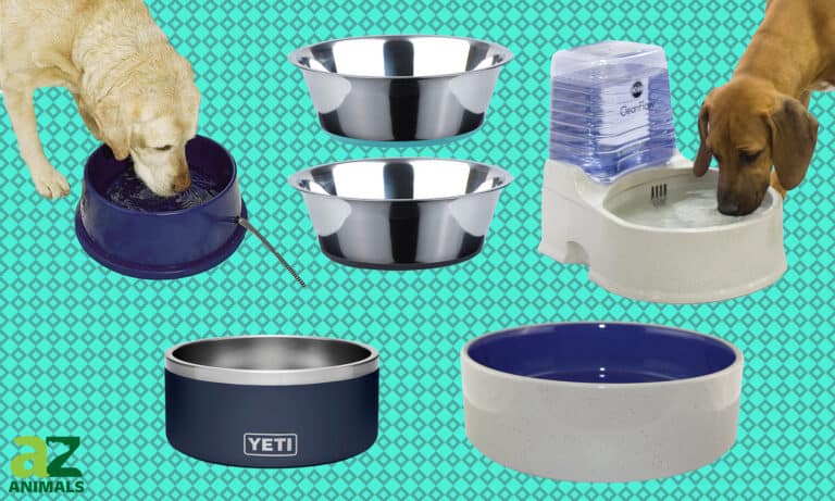 Dog Bowls for Large Dogs