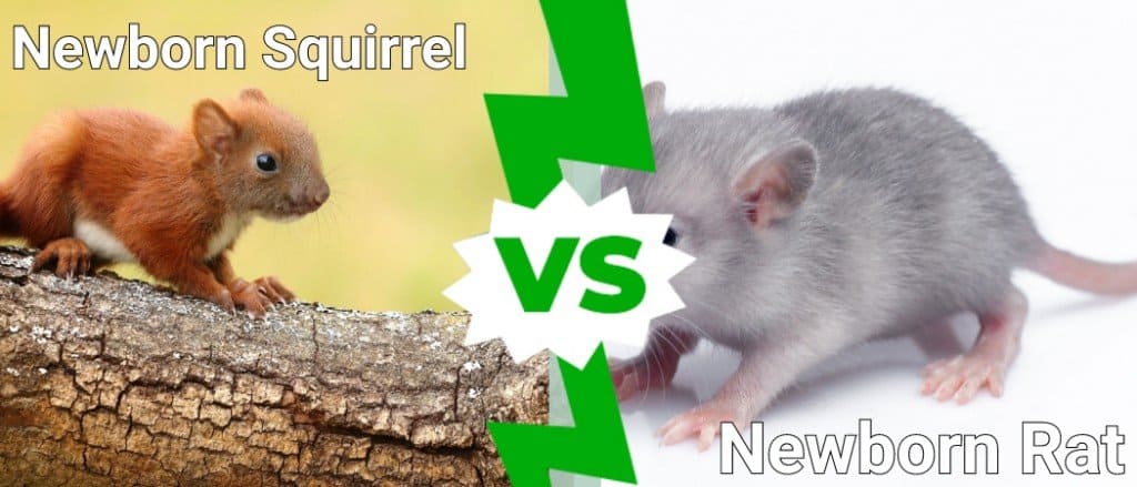 Newborn Squirrel vs Newborn Rat