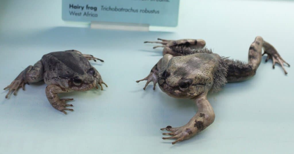 Hairy Frogs