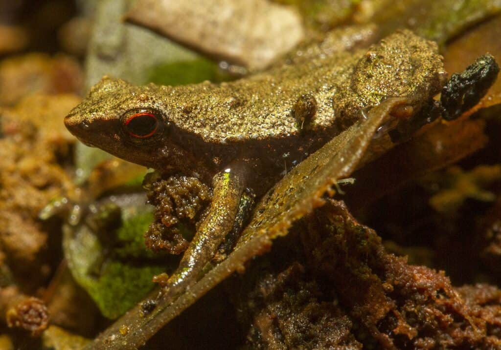 Tiny Frogs: The 12 Smallest Frogs in the World - A-Z Animals