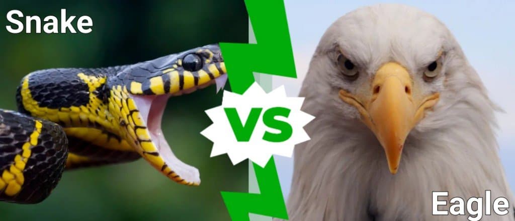 eagle vs snake