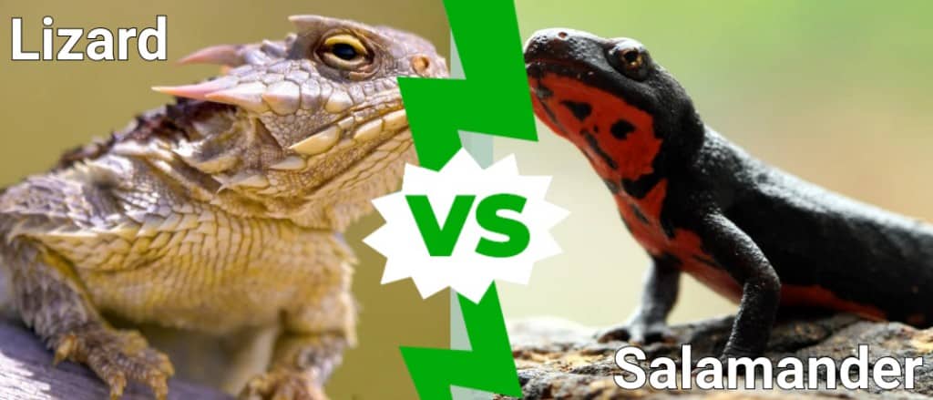 Lizard vs Salamander