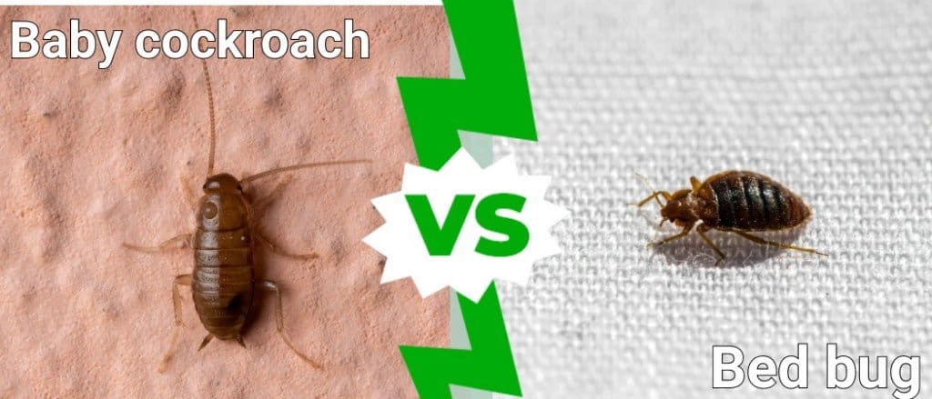 Baby Cockroach Vs Bed Bug: What Are the Differences? - A-Z Animals