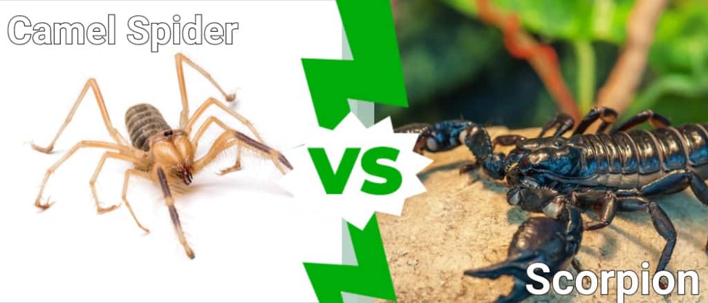Camel Spider vs Scorpion