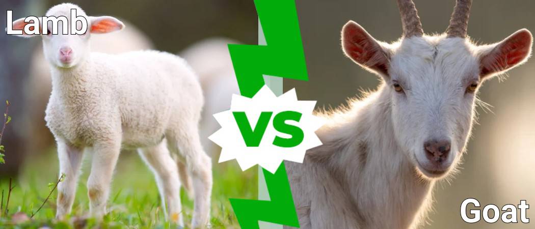Is a Lamb a Goat? - AZ Animals