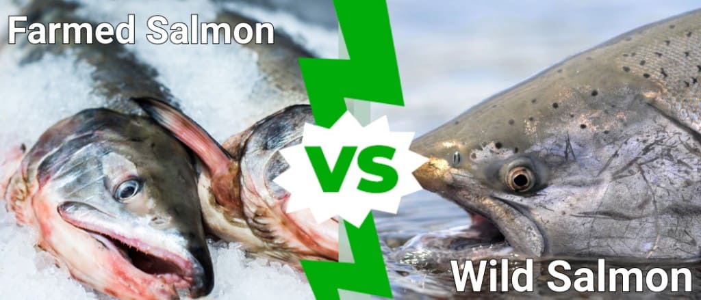 Farmed Salmon  vs Wild Salmon