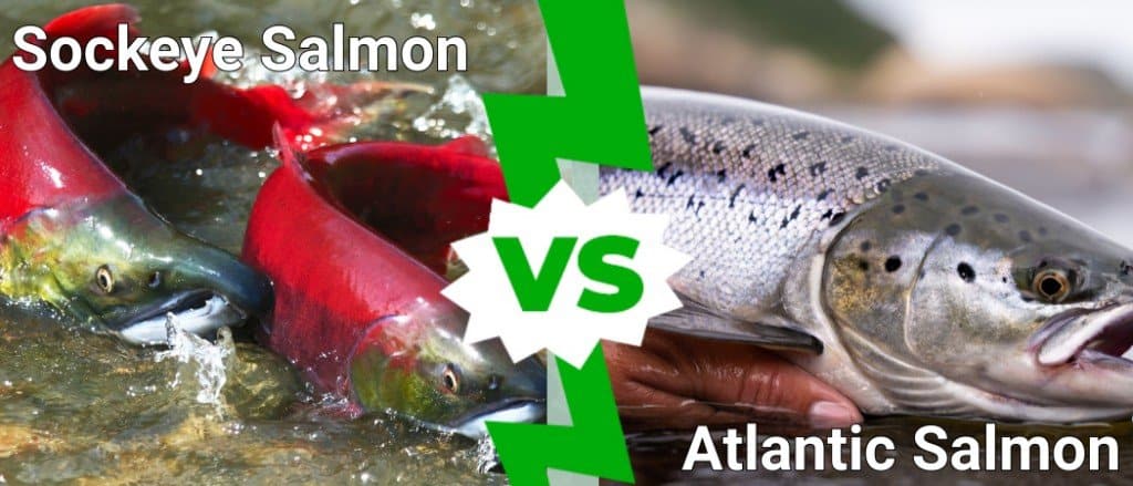 Sockeye salmon vs Atlantic salmon