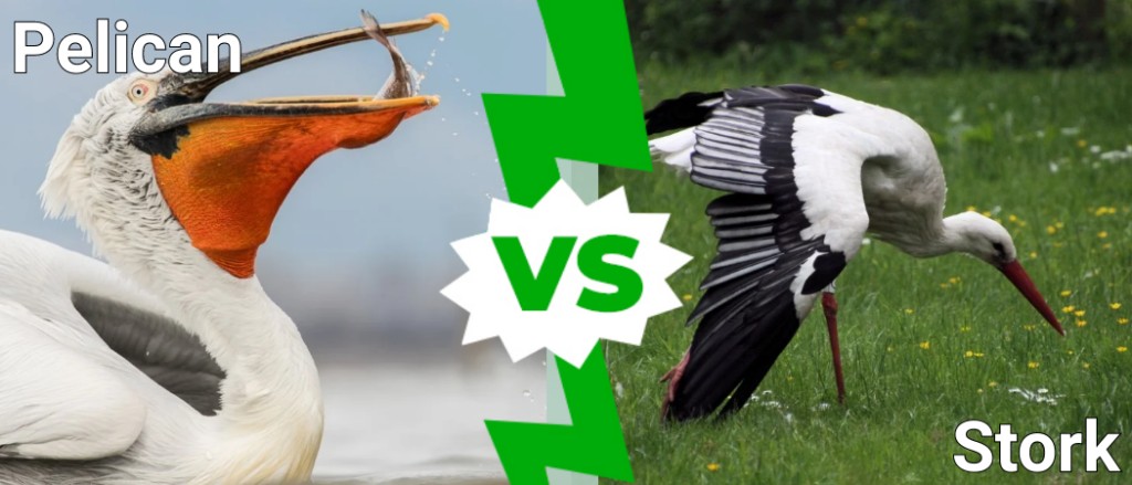นกกระทุง vs นกกระสา