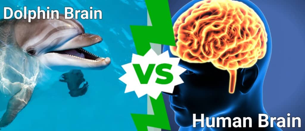 Dolphin Brain  vs Human Brain