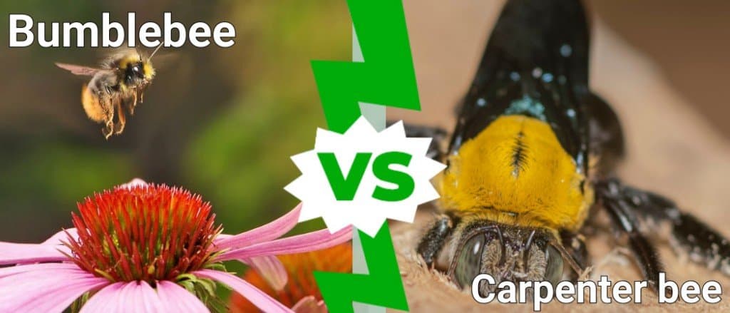 Bumblebee vs Carpenter bee