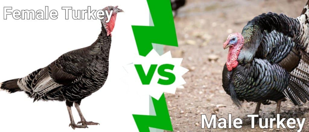 Female Turkey  vs Male Turkey