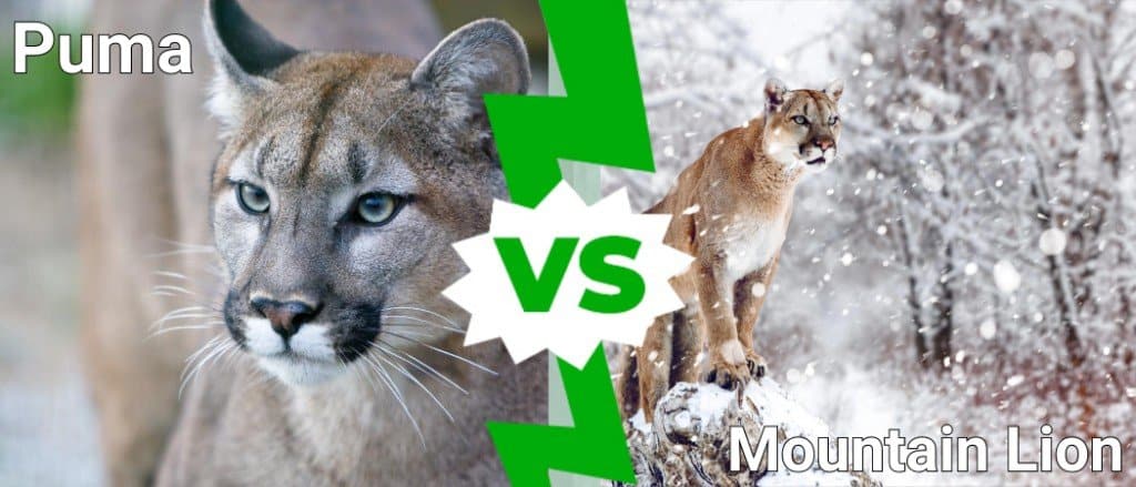 puma vs mountain lion