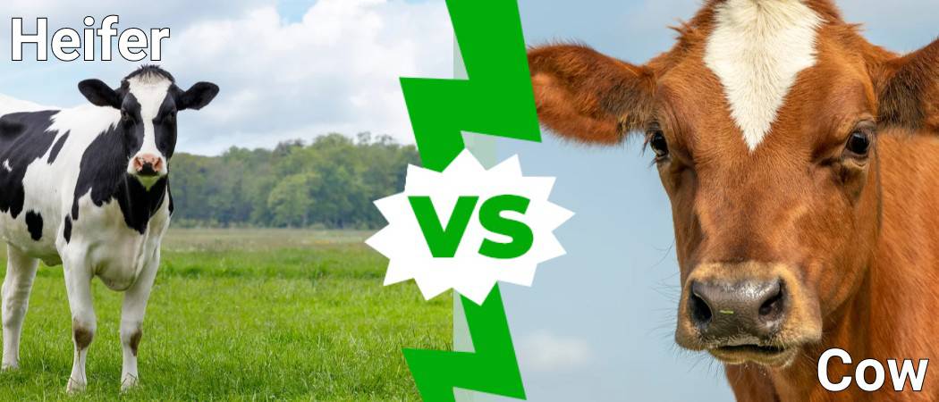 Heifer vs Cow: What Are the Differences? - A-Z Animals