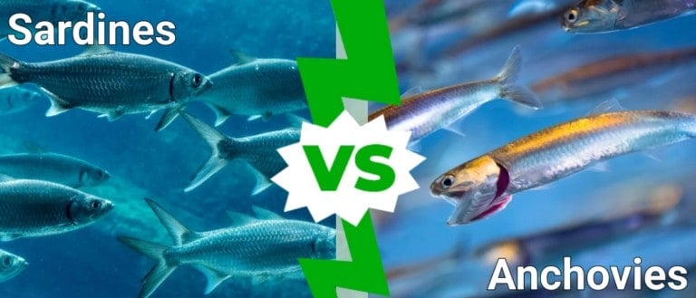 Sardines vs Anchovies: What’s the Difference? - A-Z Animals
