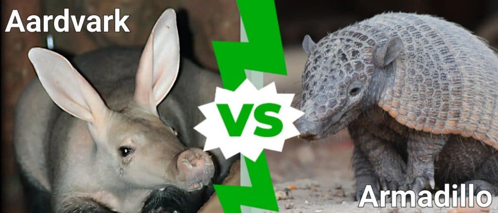 Aardvark vs Armadillo