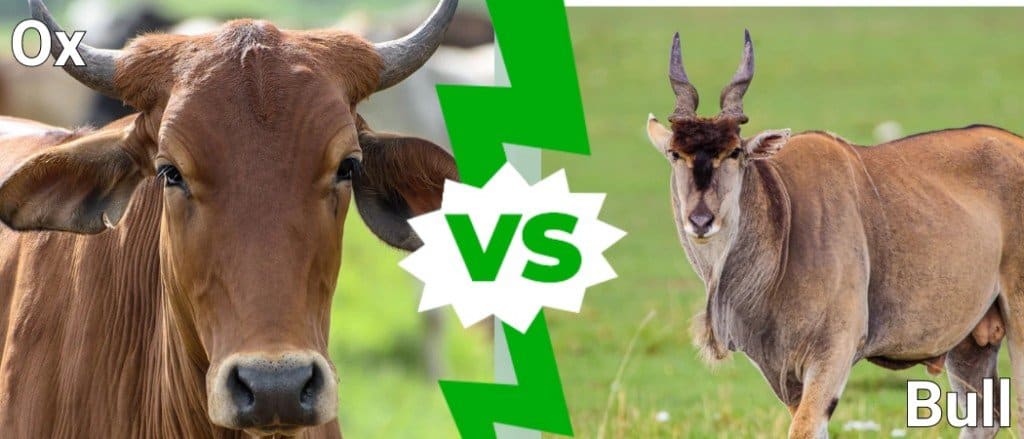 Ox vs Bull