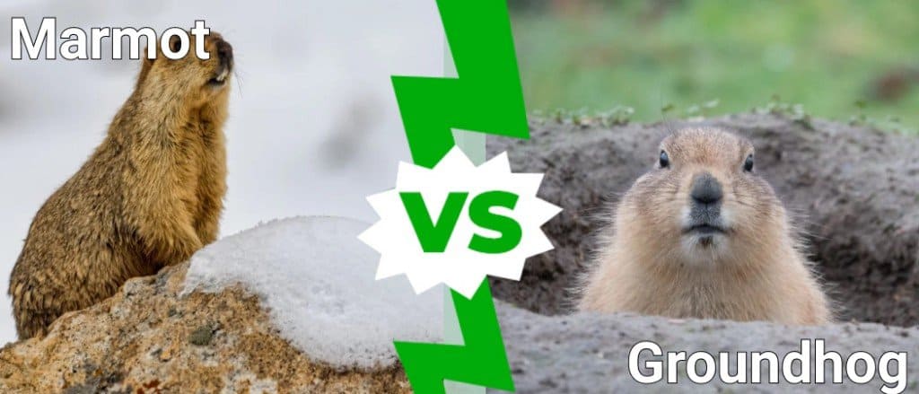 Marmot Vs Groundhog: 6 Differences Explained - A-Z Animals