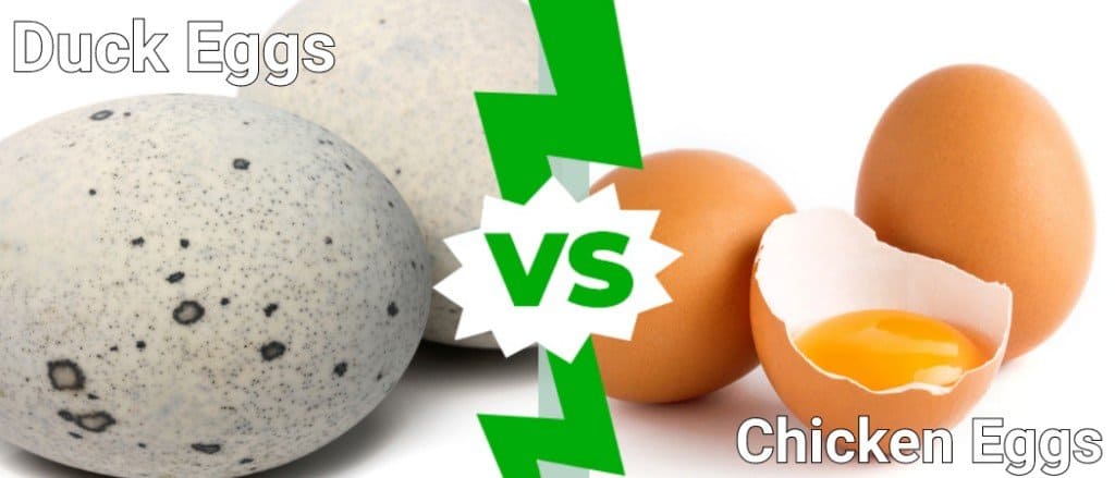 Duck Eggs Vs Chicken Eggs 5 Key Differences Explained A Z Animals   371f15fe70a2c325576f9964e5127fbbb4cd7f55 1 1024x439 