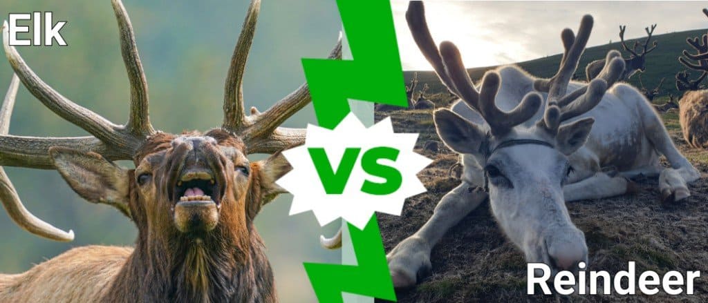 Elk Vs Reindeer - A-Z Animals