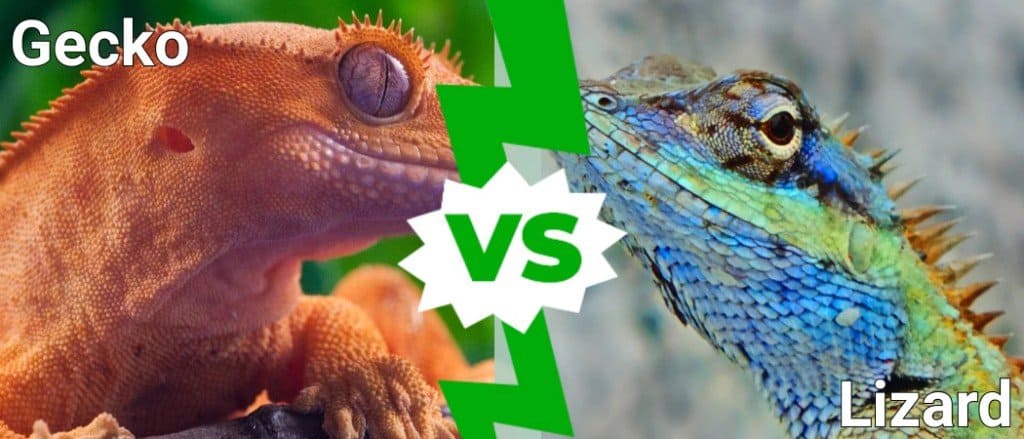 Gecko vs Lizard
