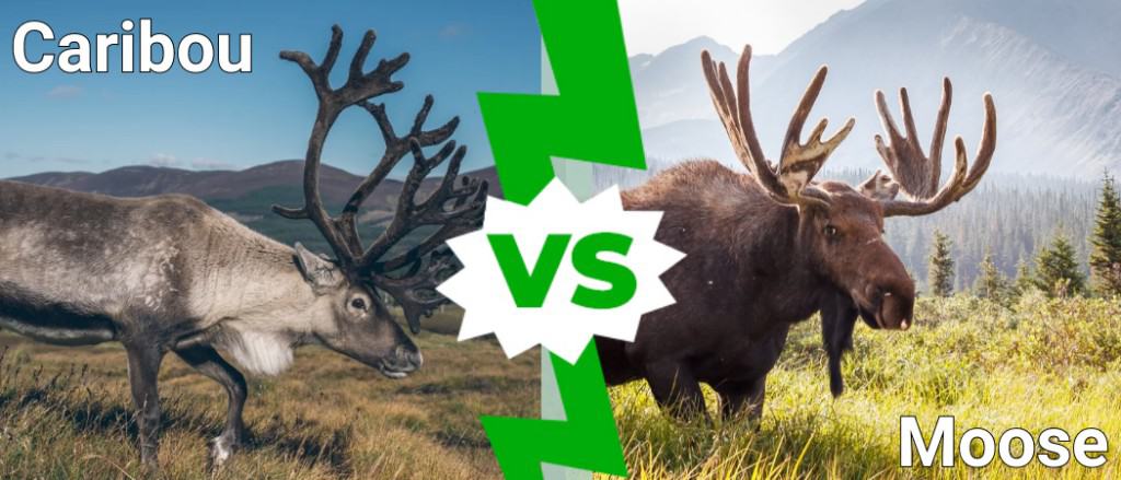 Caribou vs Moose