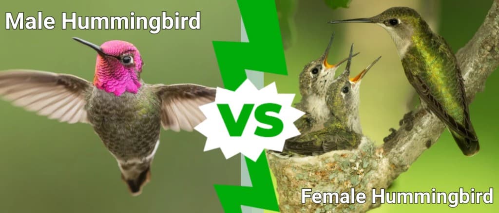 Male Hummingbird  vs Female Hummingbird