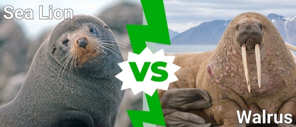 sea lion vs walrus