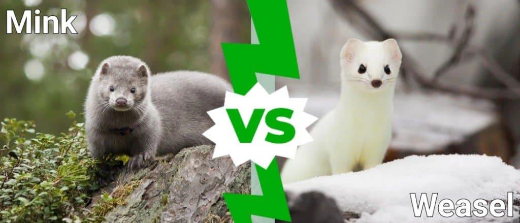 weasel vs ferret vs mink