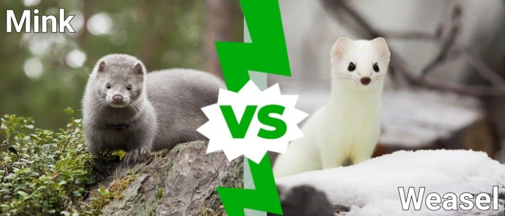 Weasel Vs Ferret Vs Mink