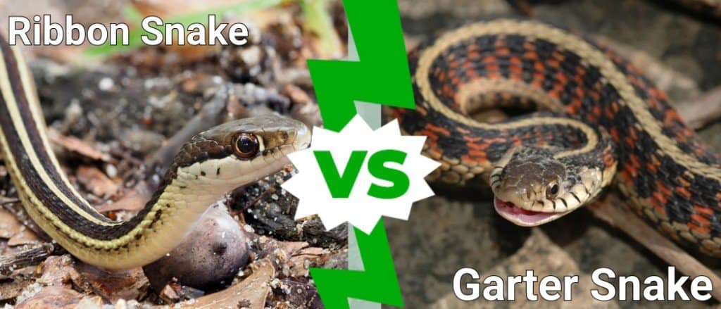Ribbon Snake vs Garter Snake