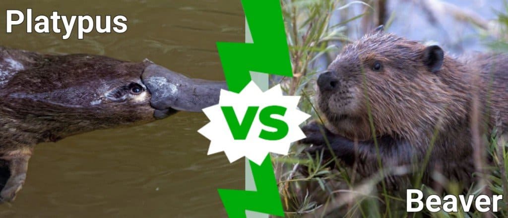 Platypus vs Beaver