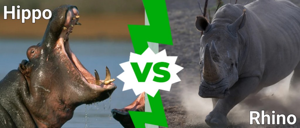 Hippo vs Rhino