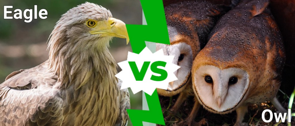 Eagle vs Owl