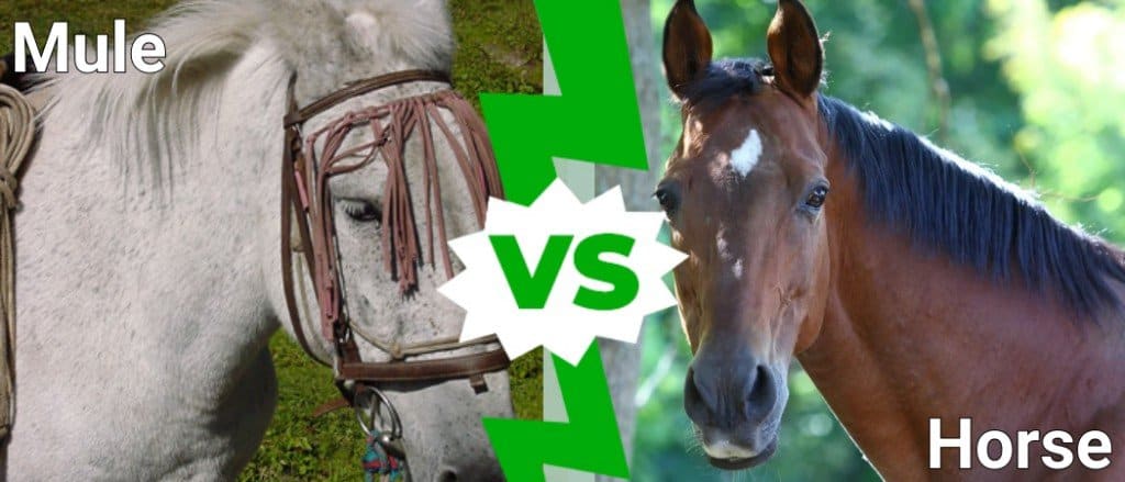 Mule vs Horse