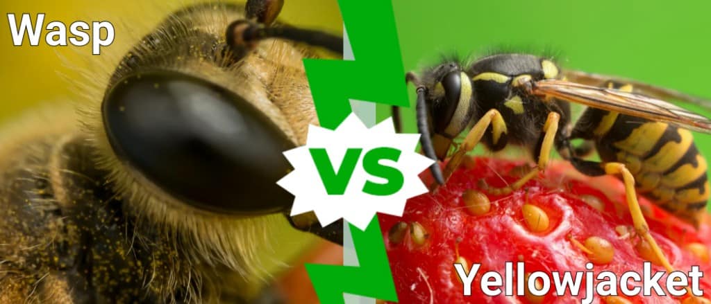 Wasp vs Yellowjacket