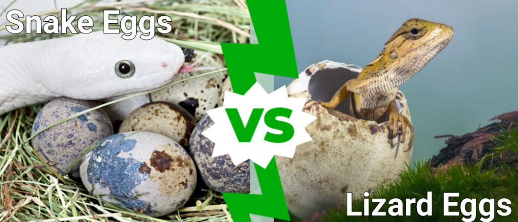 Snake Eggs vs Lizard Eggs