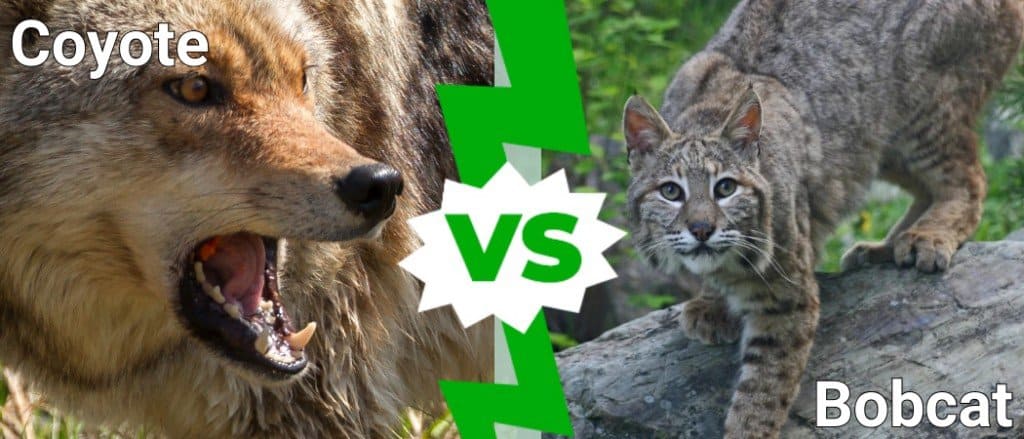 Coyote vs Bobcat