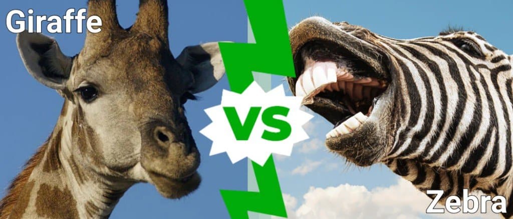 Giraffe vs Zebra: Who Would Win in a Fight? - AZ Animals