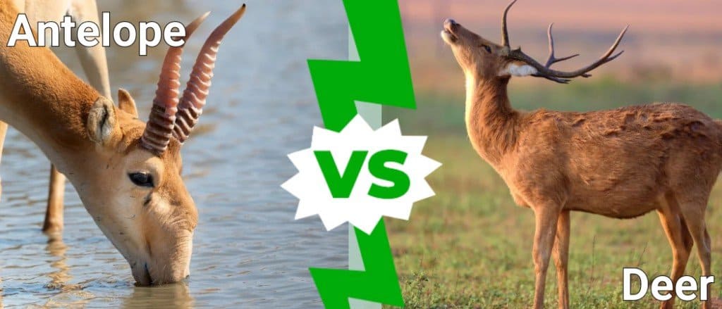 Antelope vs Deer
