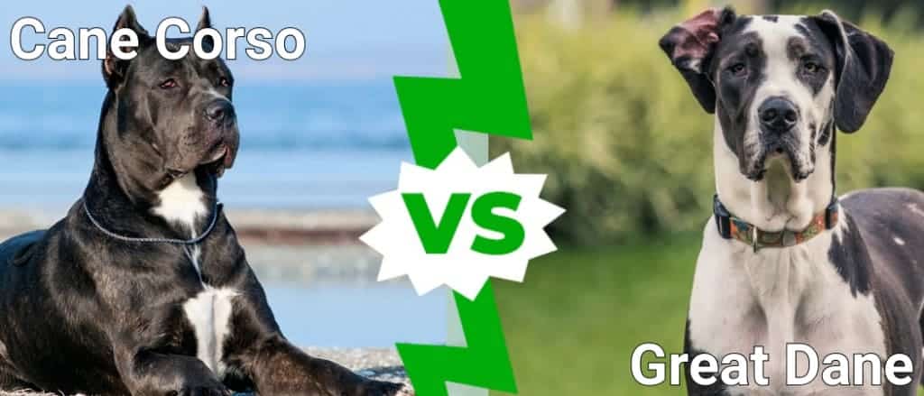 Cane Corso vs. Great Dane: What are the 8 Key Differences? - AZ Animals